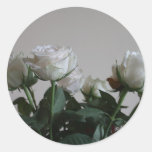 Rosas blancos pegatina redonda