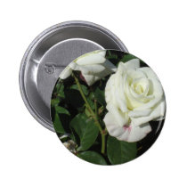 Rosas blancos botones