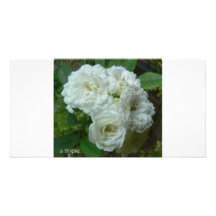 Rosas blancos tarjeta fotografica personalizada