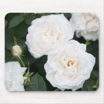 Rosas blancos y brotes hermosos con las hojas verd alfombrillas de raton 