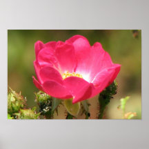 Rosas bonitos posters