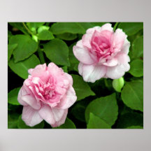 Rosas de la col poster