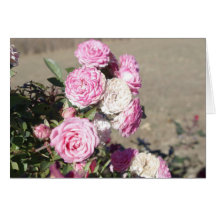 Rosas de la condolencia felicitacion 