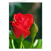Rosas de la tarjeta de nota