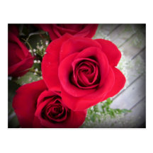 Rosas del verano postal