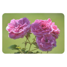 Rosas elegantes rosados imanes rectangulares