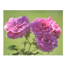 Rosas elegantes rosados tarjeta postal