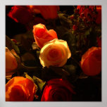 Rosas I - Naranja, rojo y gloria del oro Poster