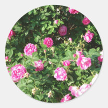 Rosas pasados de moda pegatina redonda
