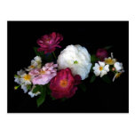 Rosas pasados de moda postales