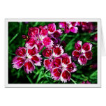 Rosas - poco flores rosadas y blancas rojas tarjeta