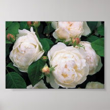 Rosas Poster