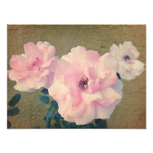 Rosas retras 1 fotografias
