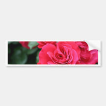 Rosas rojos etiqueta de parachoque