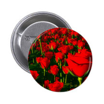 Rosas rojos pin