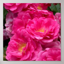 Rosas rosadas de la pradera poster