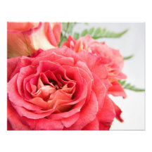 Rosas rosados aterciopelados impresion fotografica