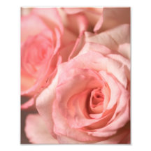 Rosas rosados fotografias