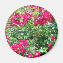 Rosas, rosas, rosas imán de frigorífico