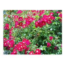 Rosas, rosas, rosas postal
