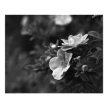 Rosas salvajes - foto floral de la bella arte