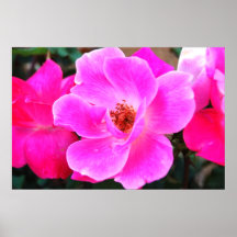 Rosas salvajes impresiones