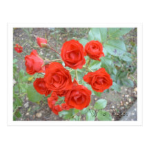Rosas salvajes rojos postal