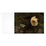 Rosas y bayas - paz rosada subió tarjetas fotográficas 