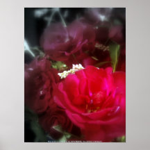 rosas y wildflowers 4 posters