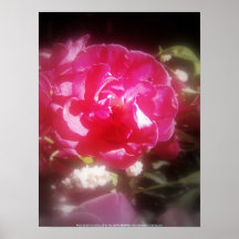 rosas y wildflowers 5 posters