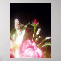 rosas y wildflowers 8 posters
