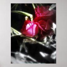rosas y wildflowers 9 posters