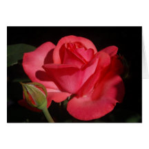 Rose5 Tarjetas