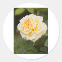 rose.jpg blanco pegatina