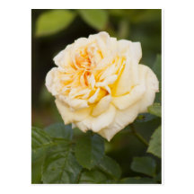rose.jpg blanco tarjetas postales