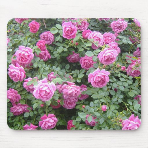 Rosebush rosado Mousepad
