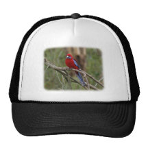 Rosella carmesí 9Y201D-025 Gorro