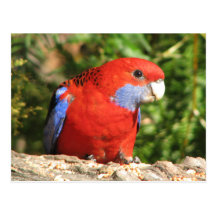 Rosella carmesí australiano postal