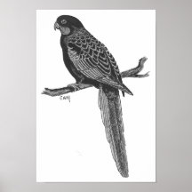 Rosella carmesí impresiones