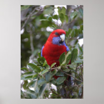Rosella carmesí impresiones