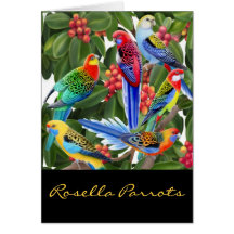 Rosella colorido repite mecánicamente la tarjeta