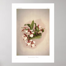 Rossii de Odontoglossum Impresiones