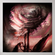 Rosy on canvas print