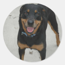 Rotweiller Pegatina