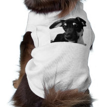 Roupa para melhor amigo, com estampas personalizad roupa para pet