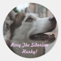 Roxy el pegatina del husky siberiano