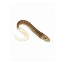 rubber lamprey.jpg postal