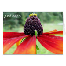 Rubeckia, apenas sayin tarjetas