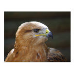 Rufinus del Buteo Postal