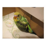 Rufus en 4 semanas de viejo tarjetas postales